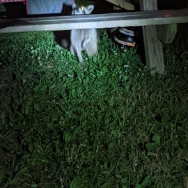 This racoons has done this many times and has a path to every campsite on a nightly basis.