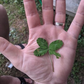 Four leaf clover found on campsite #60.