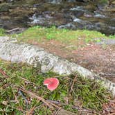 Review photo of Trout Creek Campground by Megan D., July 16, 2021