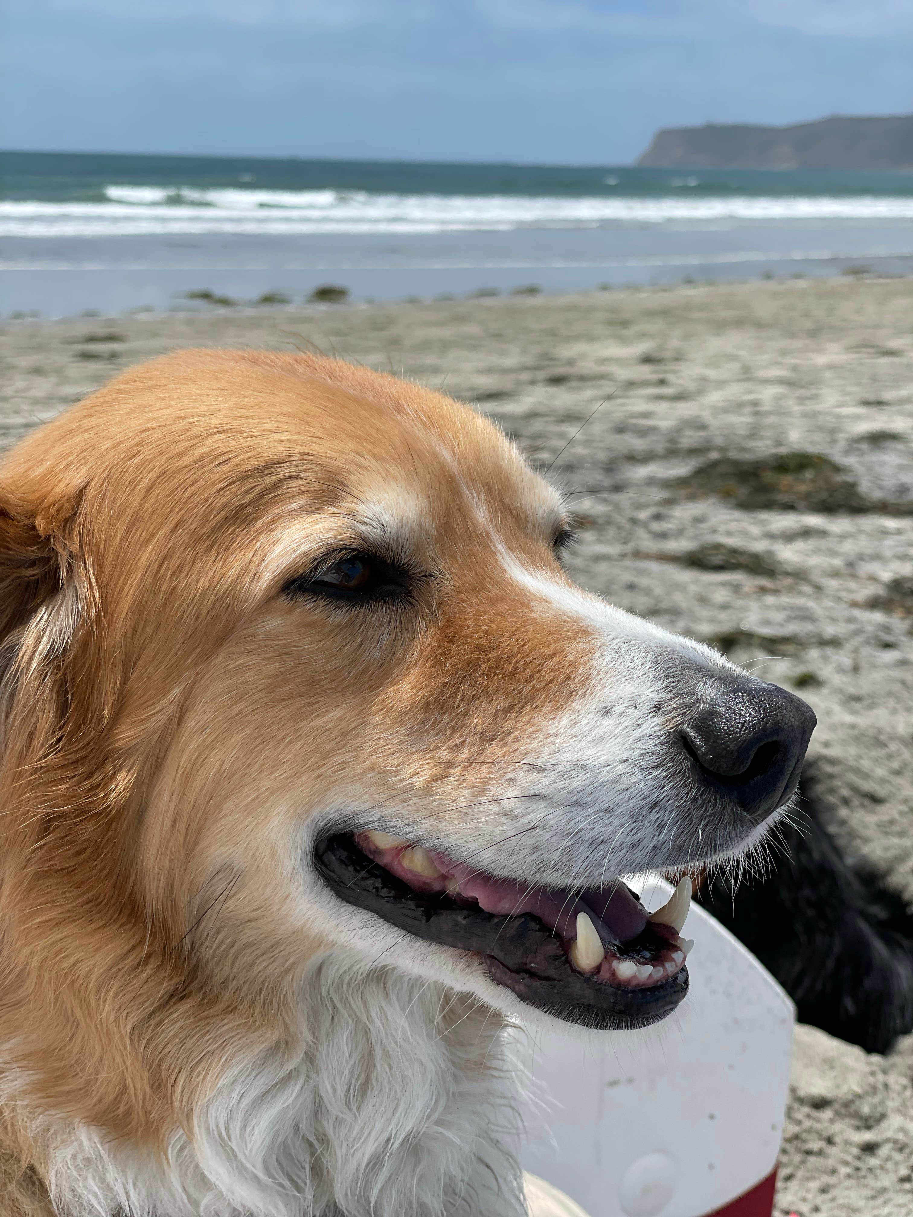 Michelle M.'s photo of camping with pets at San Diego Metro KOA near Spring Valley, CA