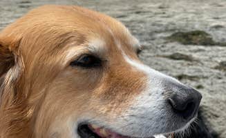 Michelle M.'s photo of camping with pets at San Diego Metro KOA near El Cajon, CA