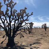 Review photo of Hole in the Wall Campground — Mojave National Preserve by Michelle M., July 16, 2021