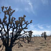 Review photo of Hole in the Wall Campground — Mojave National Preserve by Michelle M., July 16, 2021