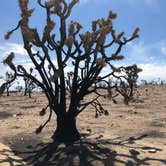 Review photo of Hole in the Wall Campground — Mojave National Preserve by Michelle M., July 16, 2021