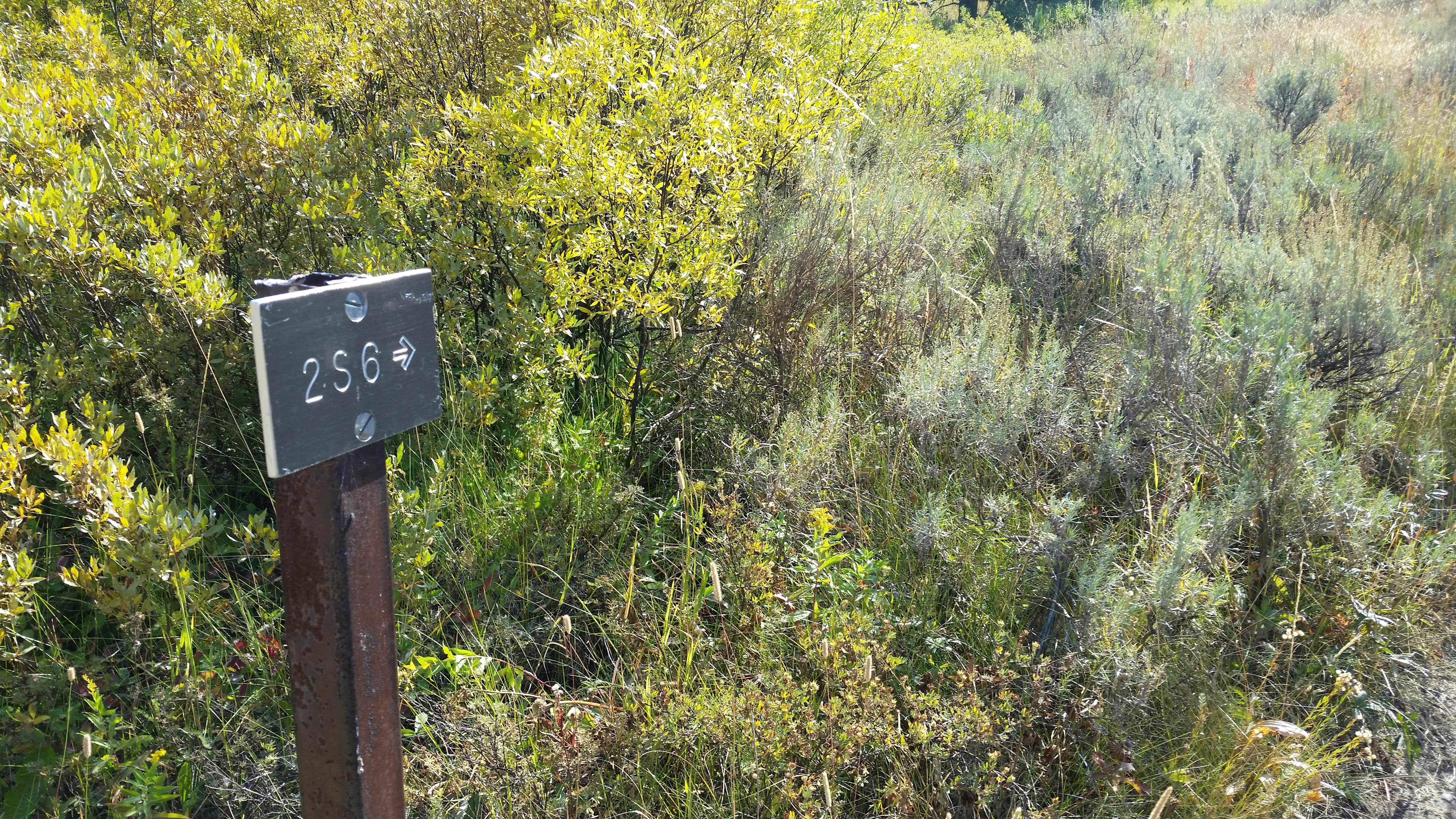 Camper-submitted photo at 2S6 Backcountry Campsite — Yellowstone National Park near Cooke City, MT