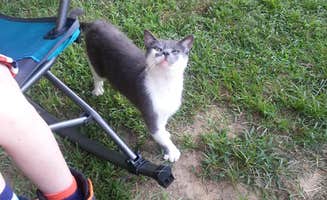 Andrew S.'s photo of camping with pets at Ole Henry's Camping retreat in West Virginia