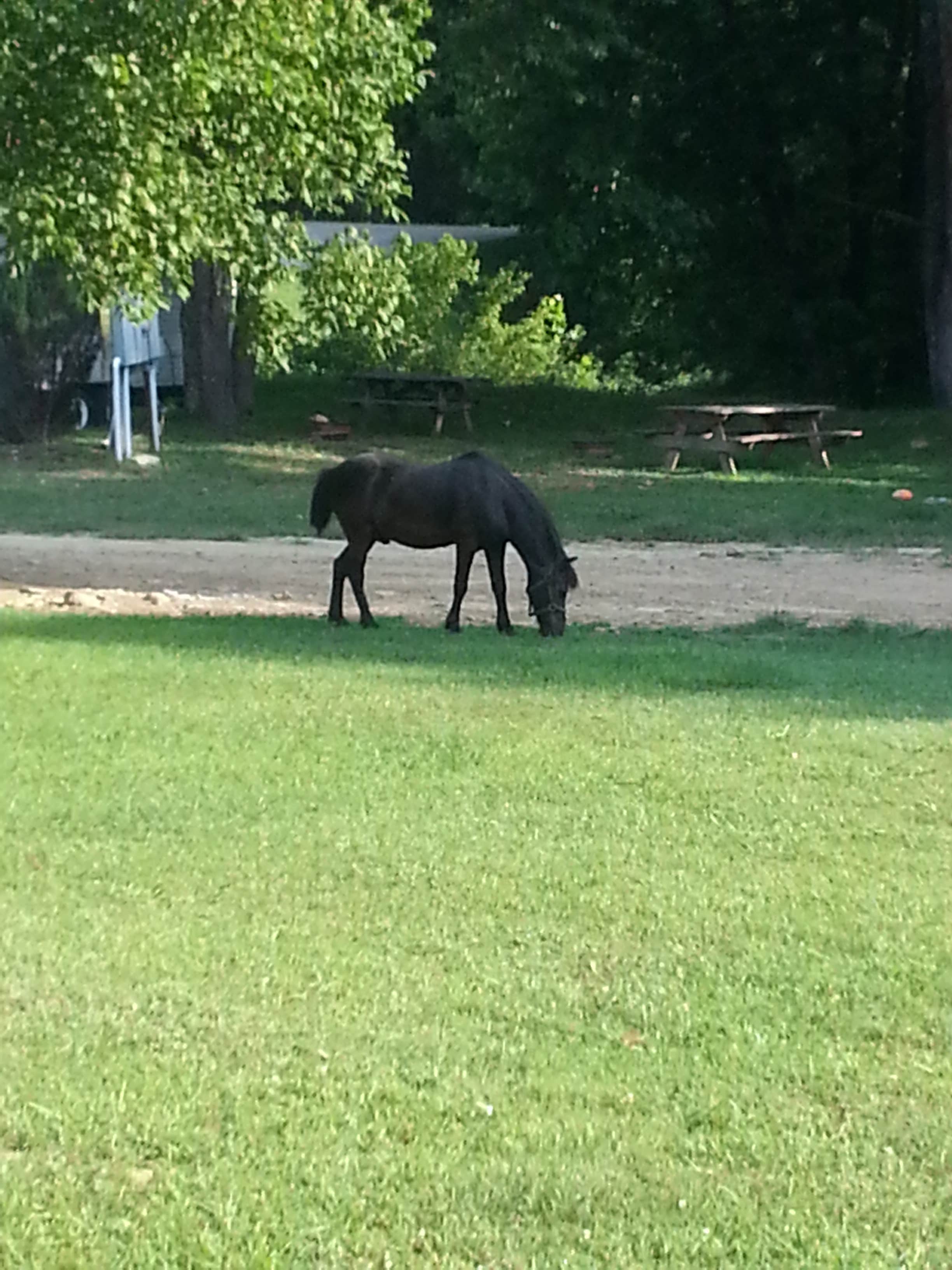 Andrew S.'s photo of camping with a horse at Ole Henry's Camping retreat near Adams, KY