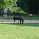 Review photo of Ole Henry's Camping retreat by Andrew S., July 17, 2021