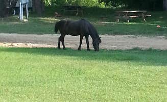 Andrew S.'s photo of camping with a horse at Ole Henry's Camping retreat near Ashland, KY