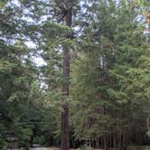 Review photo of Toketee Lake Campground — Umpqua National Forest by Armando , July 17, 2021