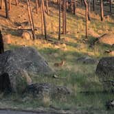 Review photo of Belle Fourche Campground at Devils Tower — Devils Tower National Monument by Brandon S., July 17, 2021