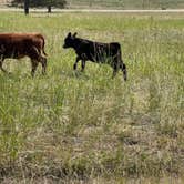 Review photo of Yellowstone Park / West Gate KOA Holiday by Joan , July 17, 2021