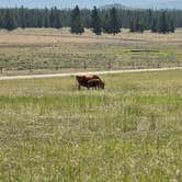 Review photo of Yellowstone Park / West Gate KOA Holiday by Joan , July 17, 2021