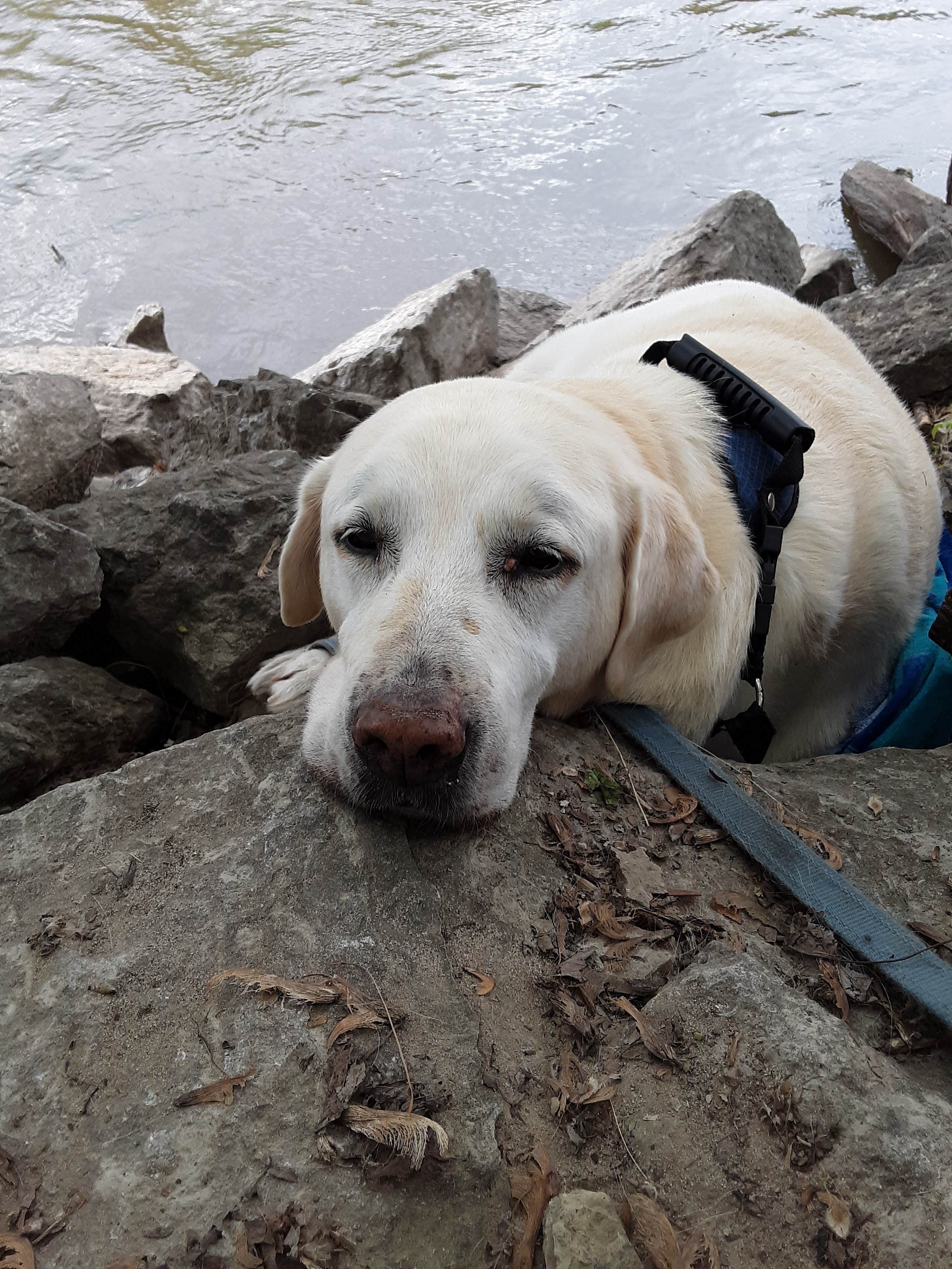 Camper-submitted photo at River Junction near West Liberty, IA