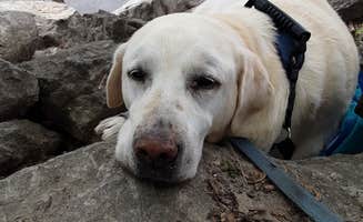 Susanjoy P.'s photo of camping with pets at River Junction near Keithsburg, IL