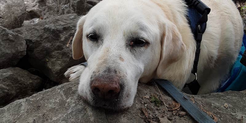 Camper submitted image from River Junction