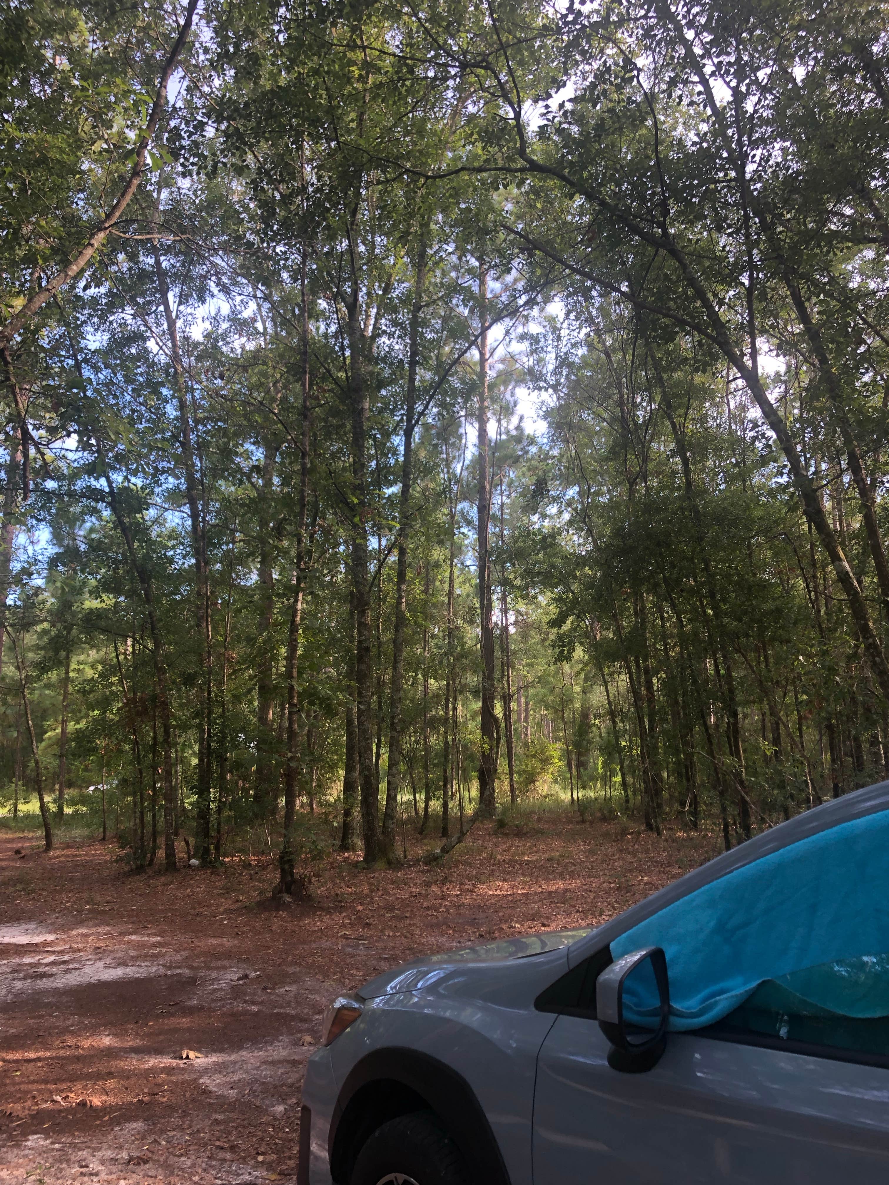 Chloe S.'s photo at Halfway Creek - Dispersed Camping in South Carolina