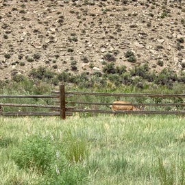 Deer at site 5