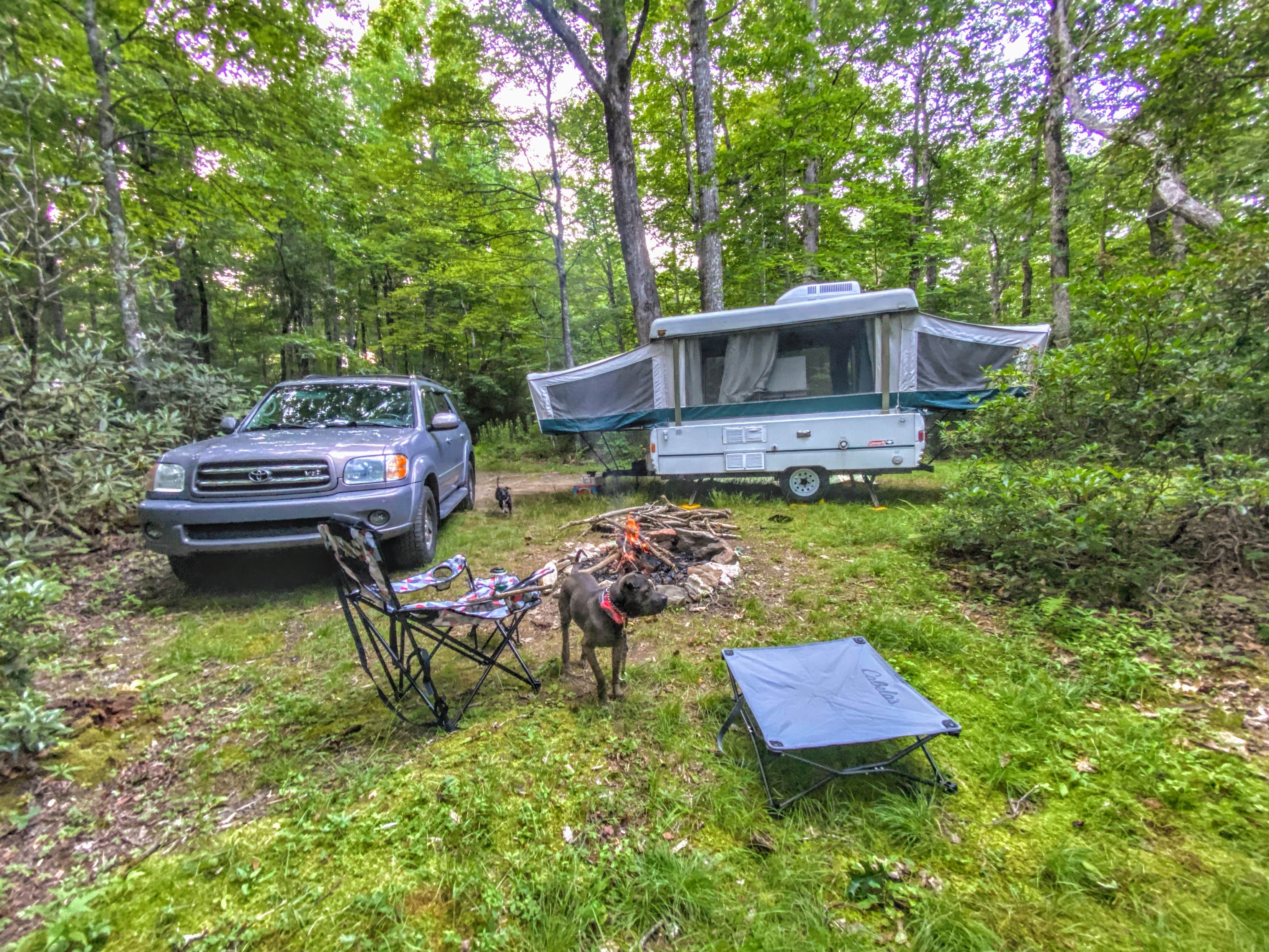 Cassidy A.'s photo of camping with pets at Victor Road Dispersed near Green Mountain, NC