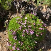 Review photo of Caribu Lake V.I.A Arapahoe Pass Trail by Mia S., July 18, 2021