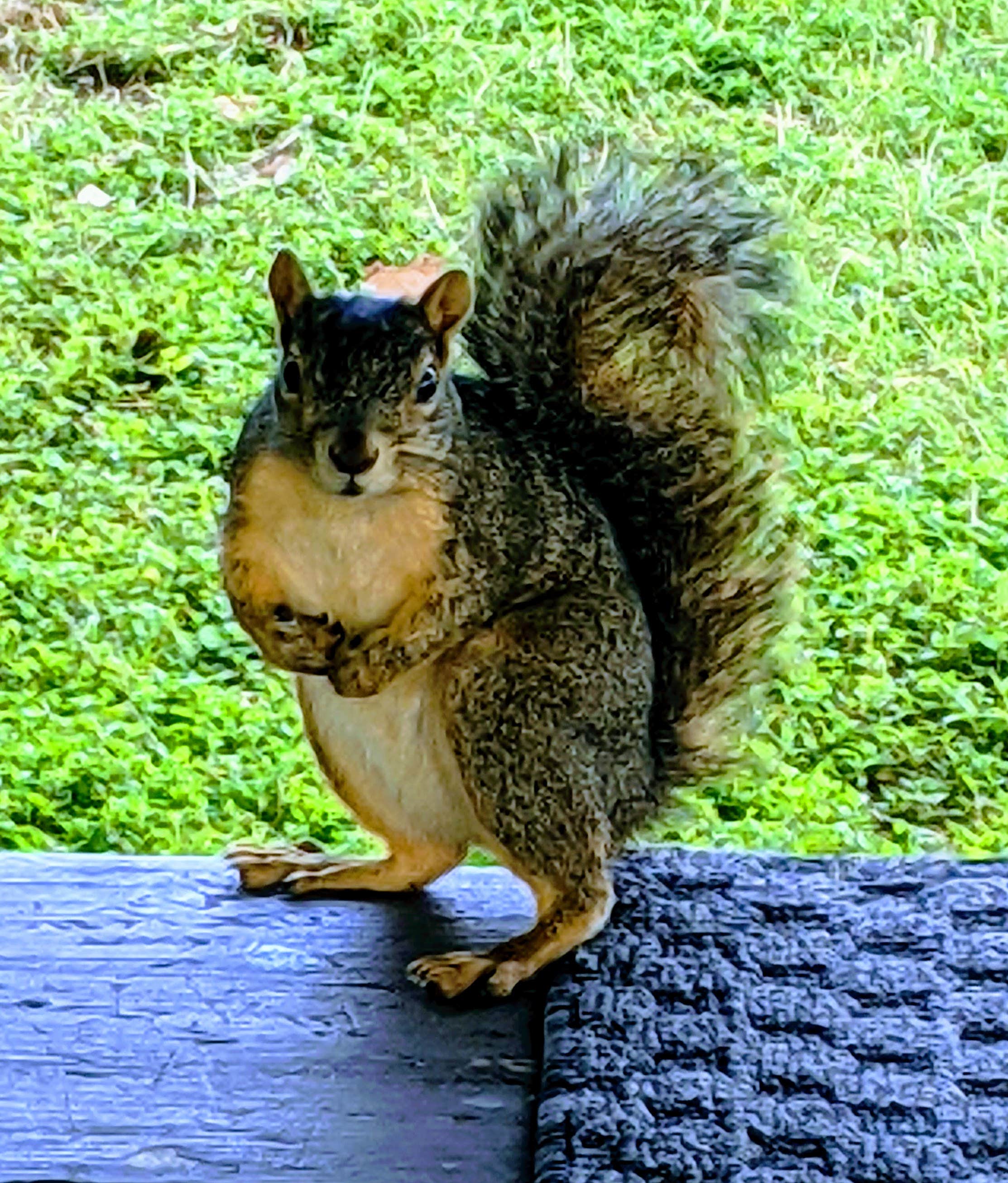 Stephen & Theresa B.'s photo of camping with pets at Cedar Breaks Park near Copperas Cove, TX