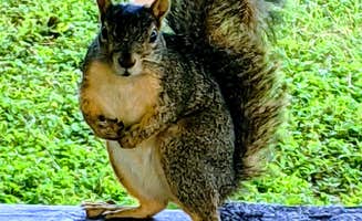 Stephen & Theresa B.'s photo of camping with pets at Cedar Breaks Park near Round Rock, TX