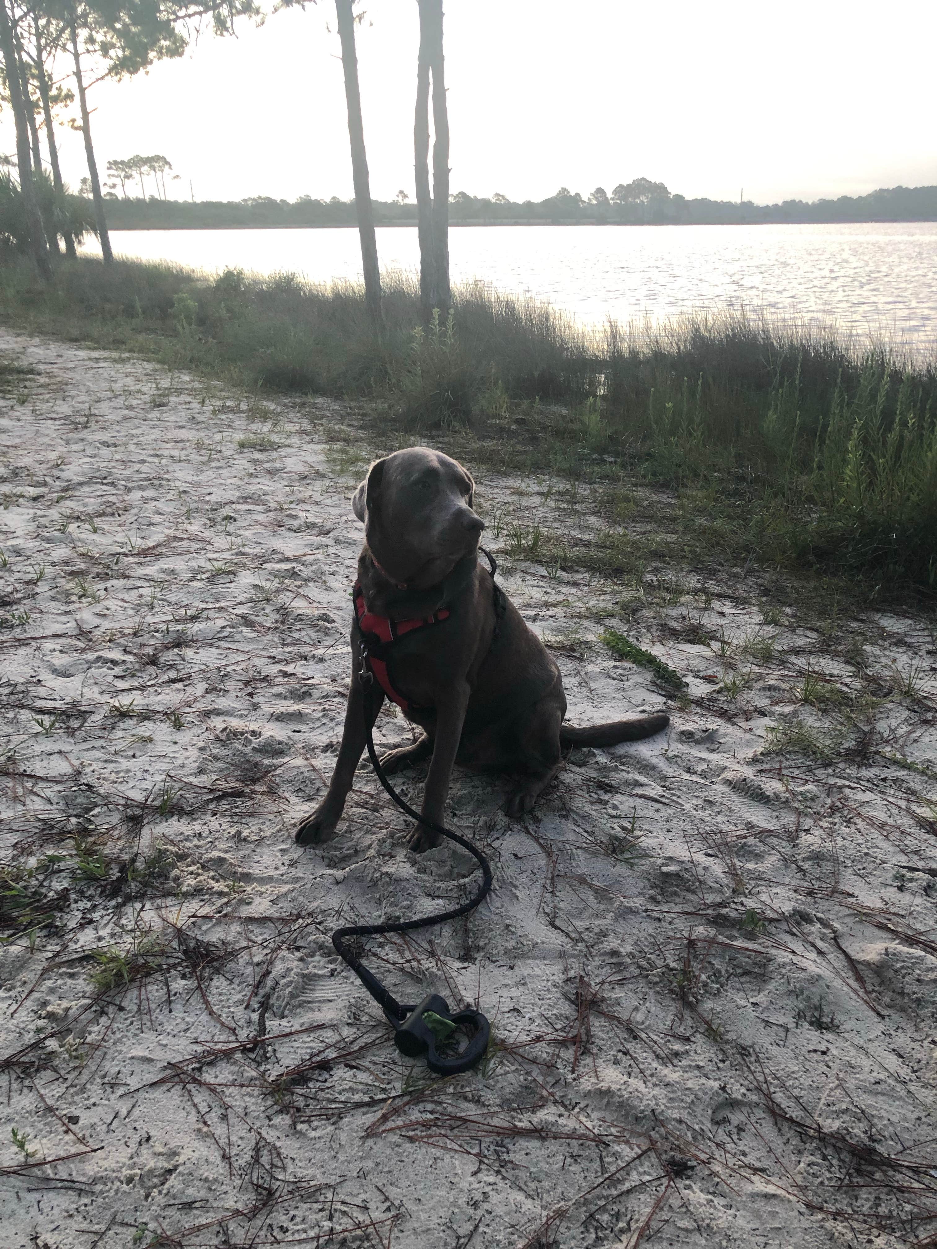 Maria E.'s photo of camping with pets at Grayton Beach State Park Campground near DeFuniak Springs, FL