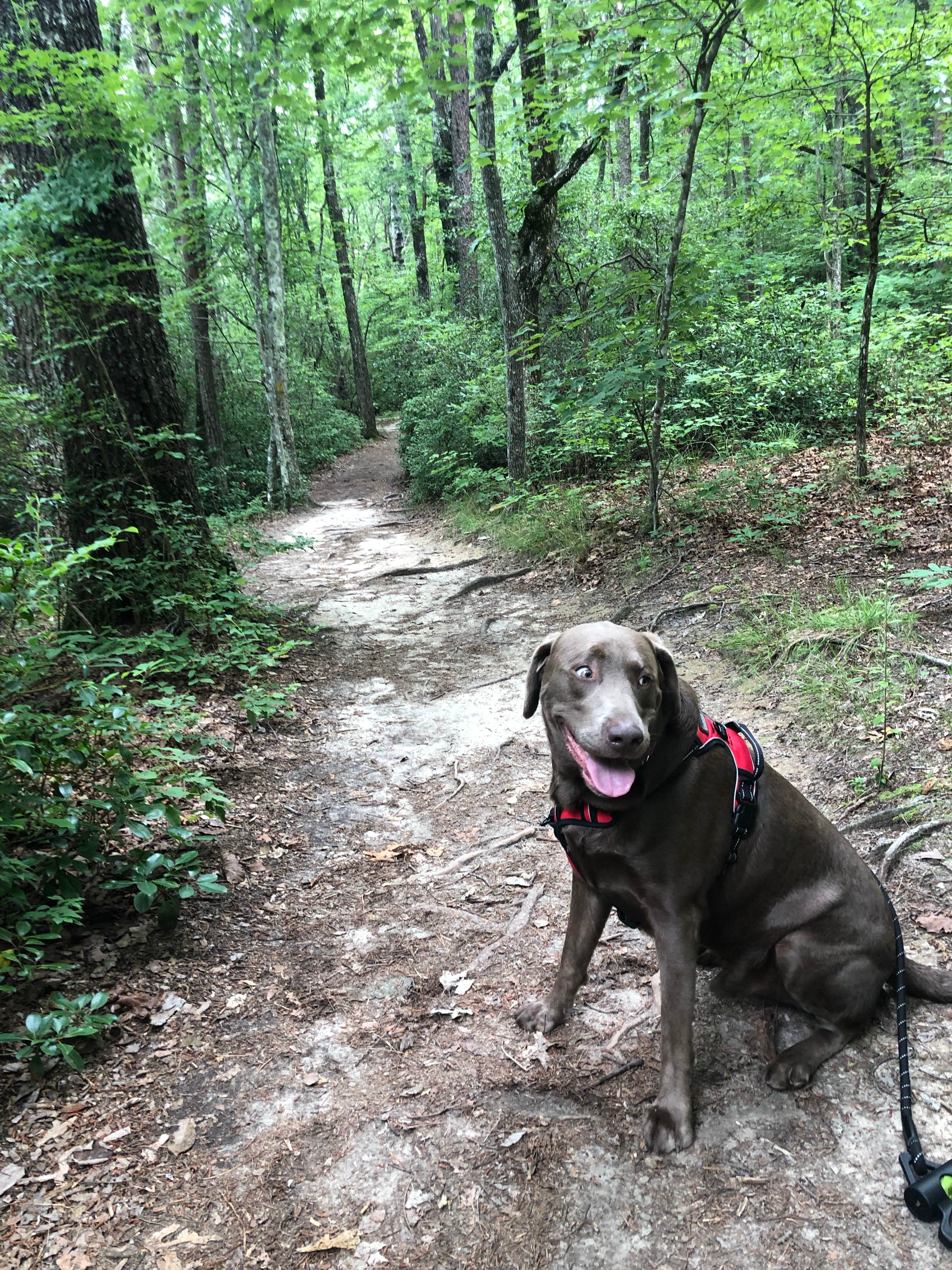 Maria E.'s photo of camping with pets at Cloudland Canyon State Park Campground near Leesburg, AL