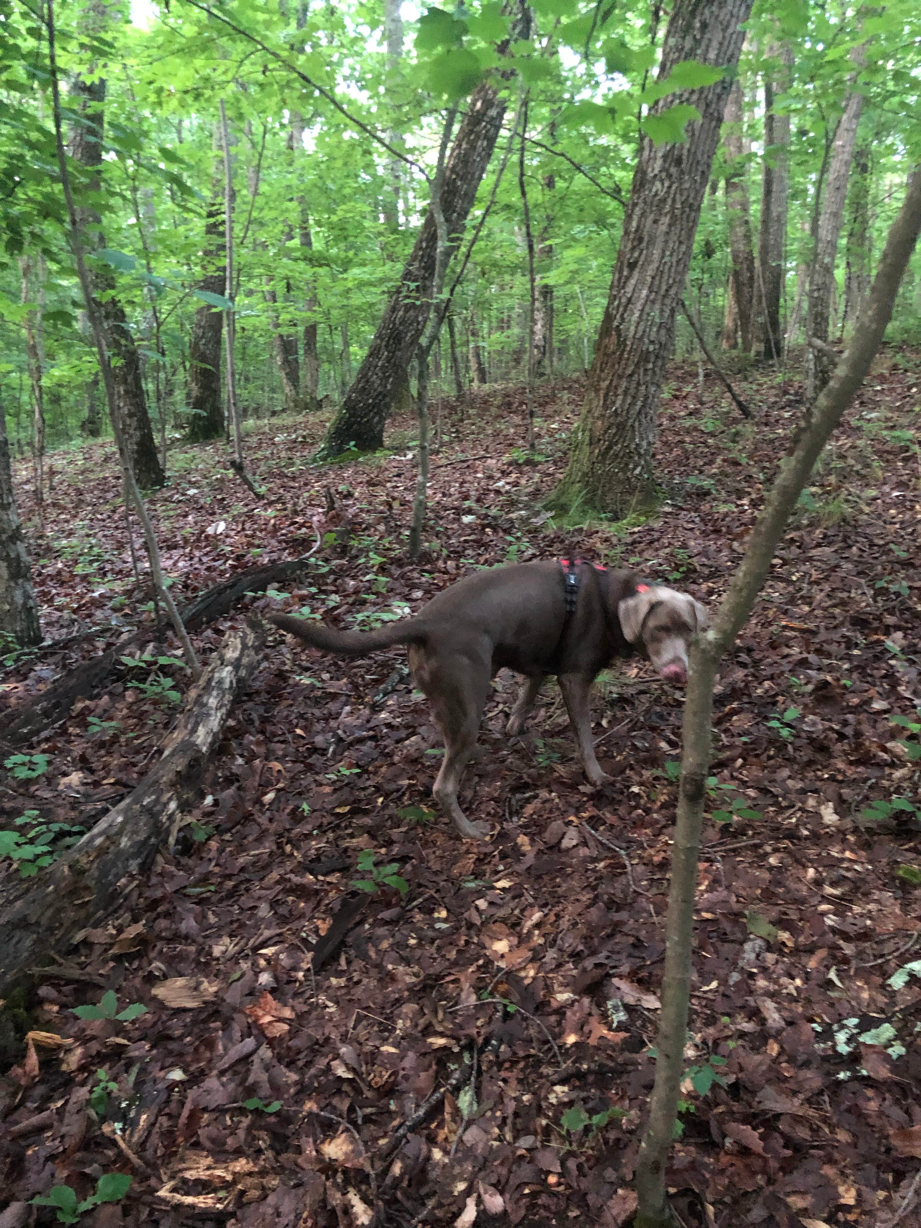 Maria E.'s photo of camping with pets at Cloudland Canyon State Park Campground near Soddy-Daisy, TN