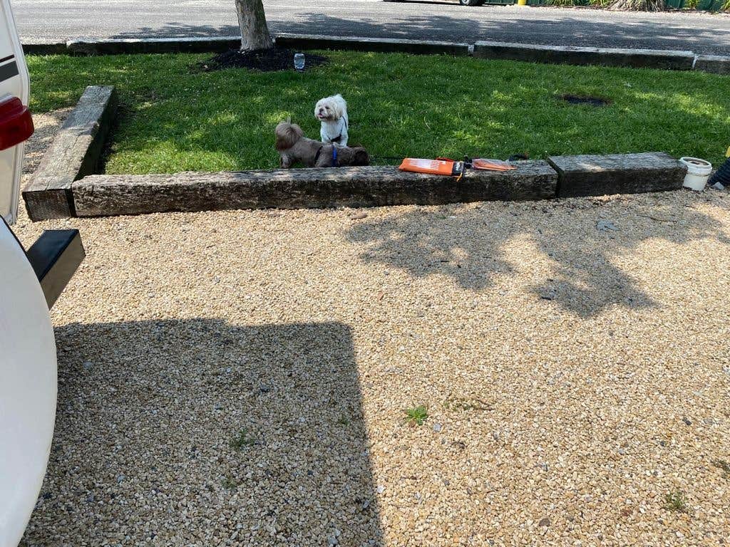 Rodney L.'s photo of camping with pets at Indian Springs Campground near Morning View, KY