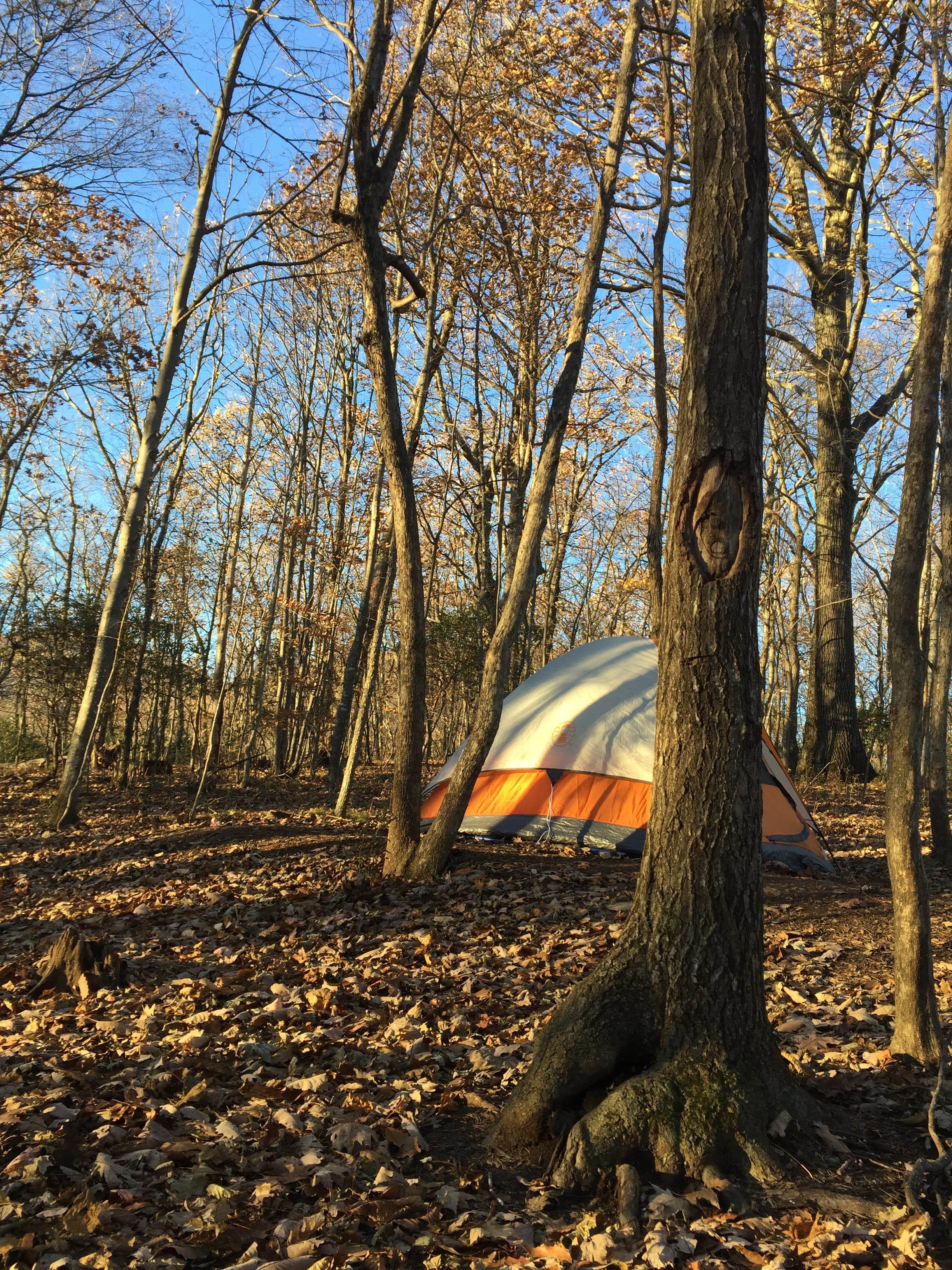 Zack K.'s photo of tent camping at Blue Bear Mountain Camp near Elk Park, NC