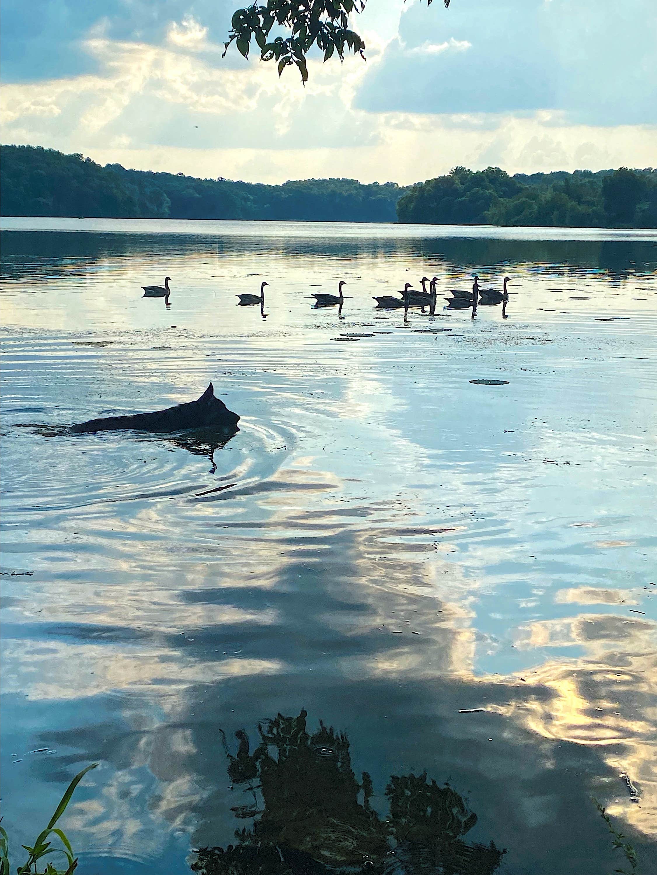 Camper submitted image from Rockwood State Park Campground - 3