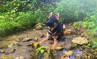 Briana B.'s photo of camping with pets at Rockwood State Park Campground near Thomson, IL