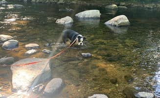 patrick M.'s photo of camping with pets at Crows Nest in New Hampshire
