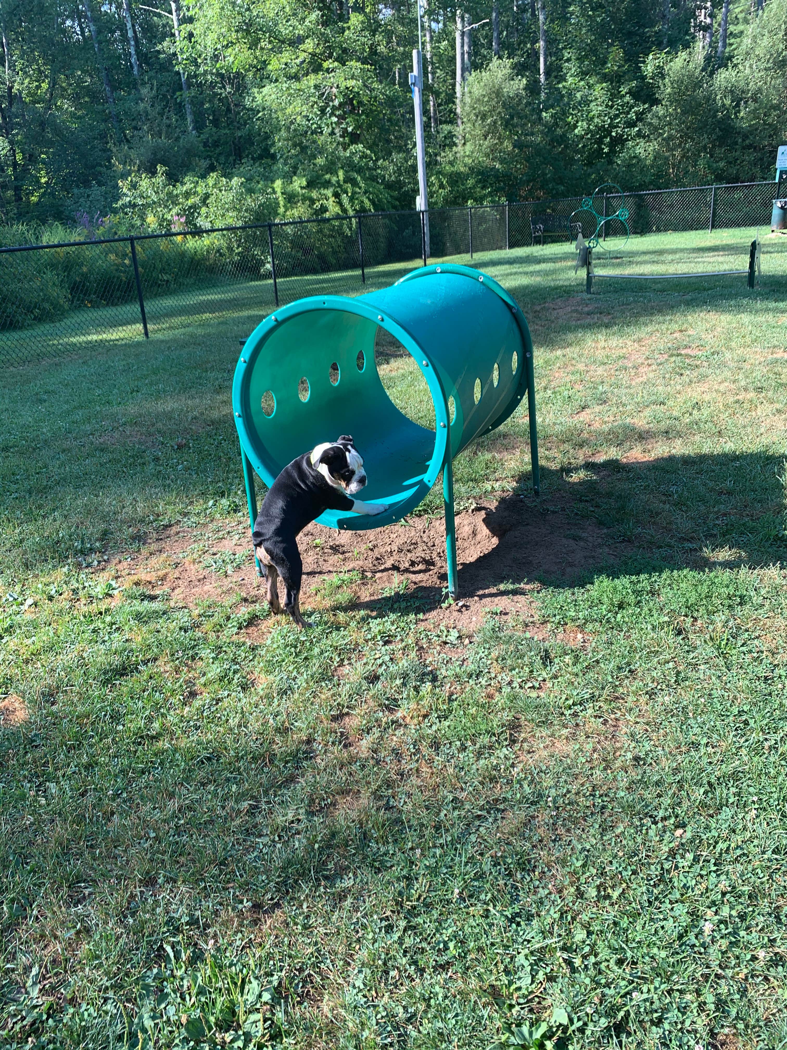 patrick M.'s photo of camping with pets at Wakeda Campground, LLC near Methuen Town, MA
