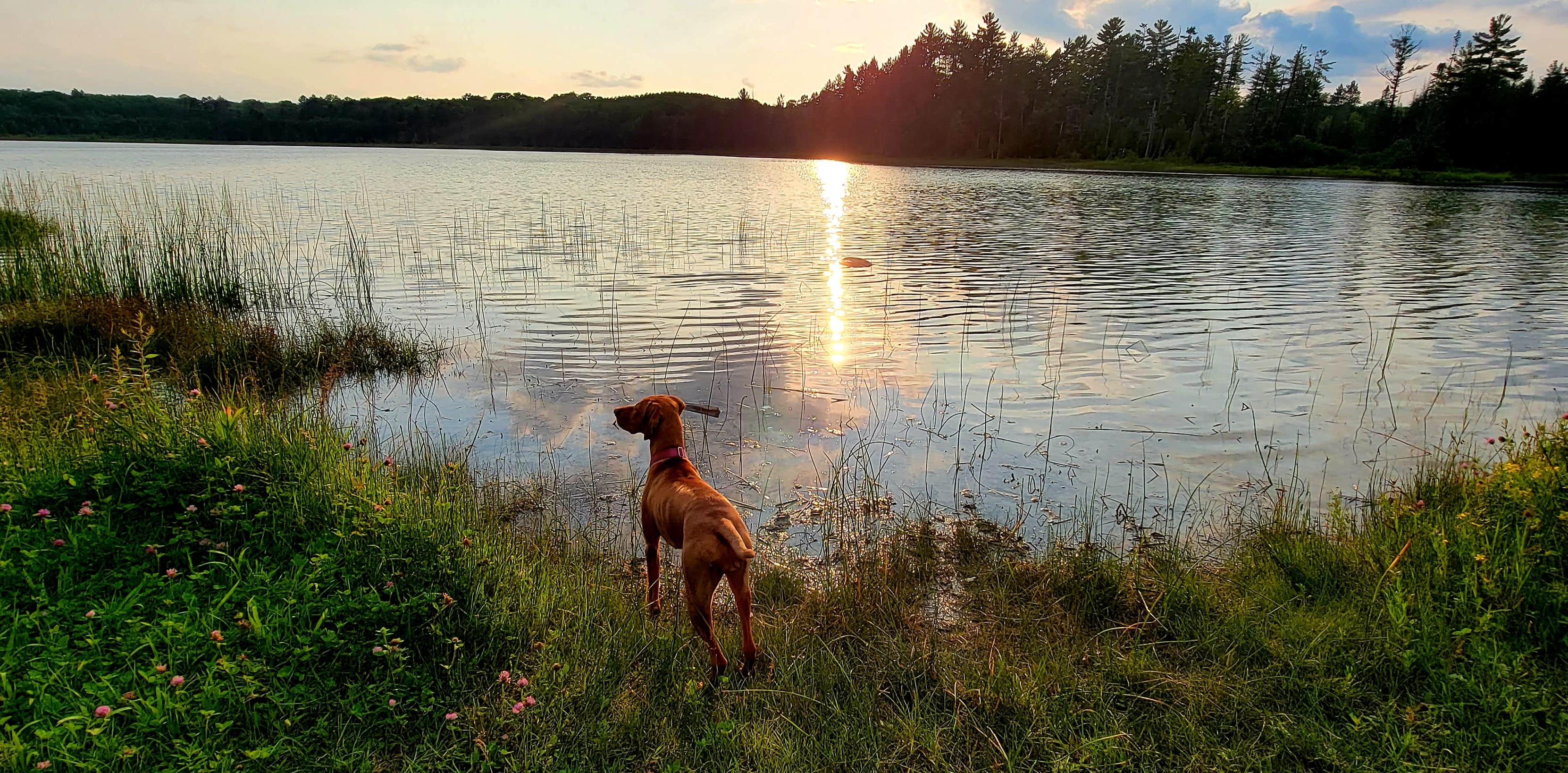 Jason N.'s photo of camping with pets at Pickerel Lake (Otsego) State Forest Campground near Elmira, MI