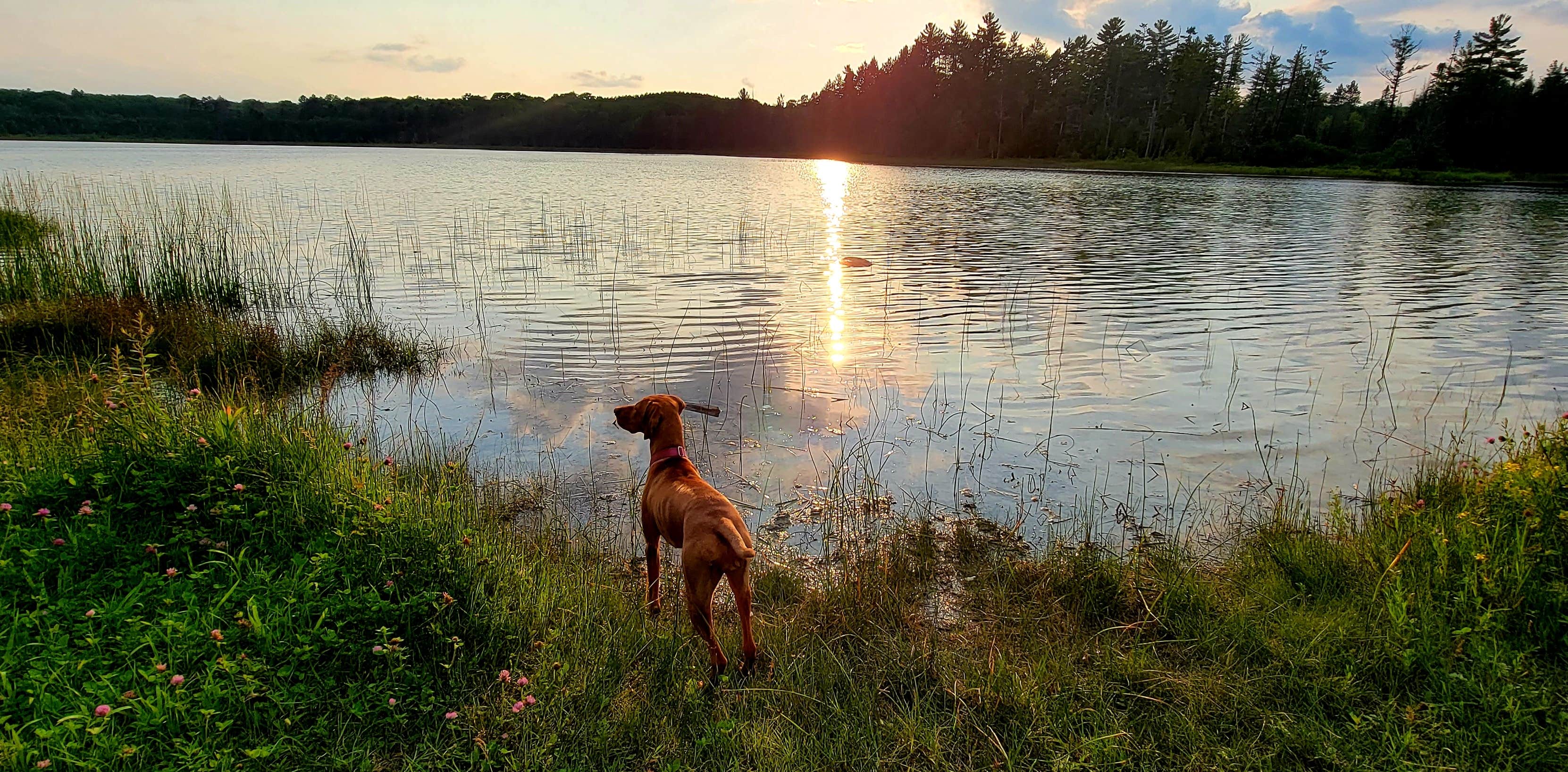 Camper submitted image from Pickerel Lake (Otsego) State Forest Campground - 4