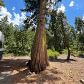 Review photo of Plumas-Eureka State Park Campground by Kiley S., July 18, 2021