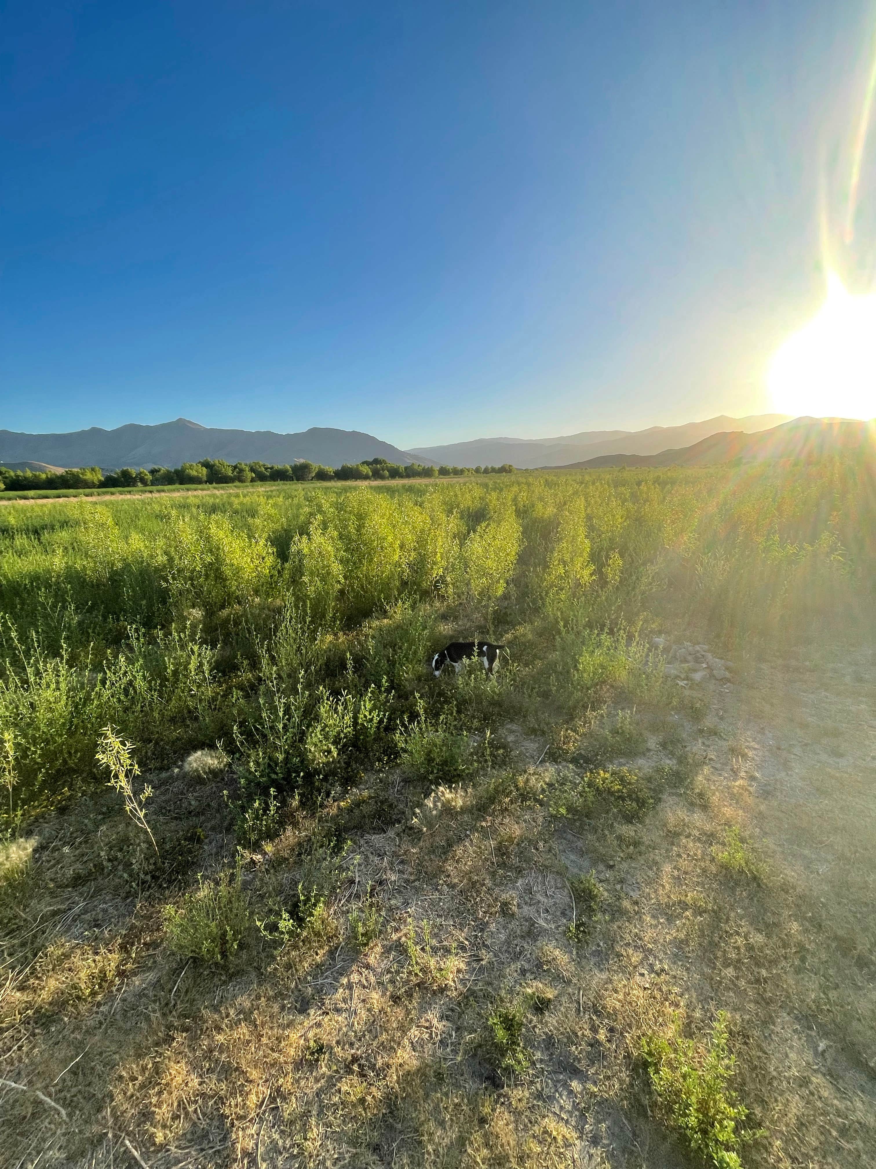 Kiley S.'s photo of a dispersed camping area at Hanning Flat Dispersed Area near Red Mountain, CA