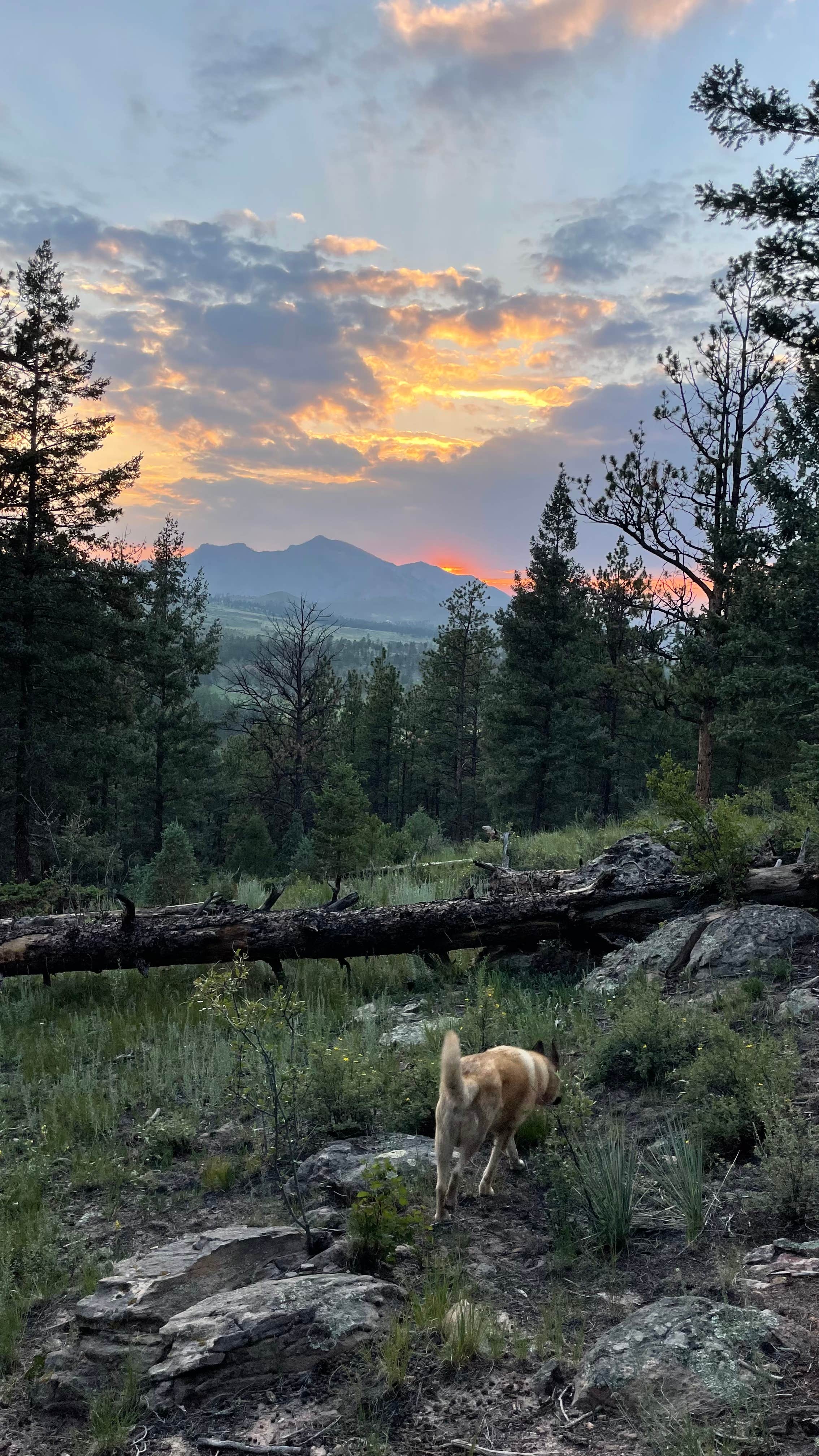 Camper submitted image from Rainbow Falls - Dispersed Camping - 2