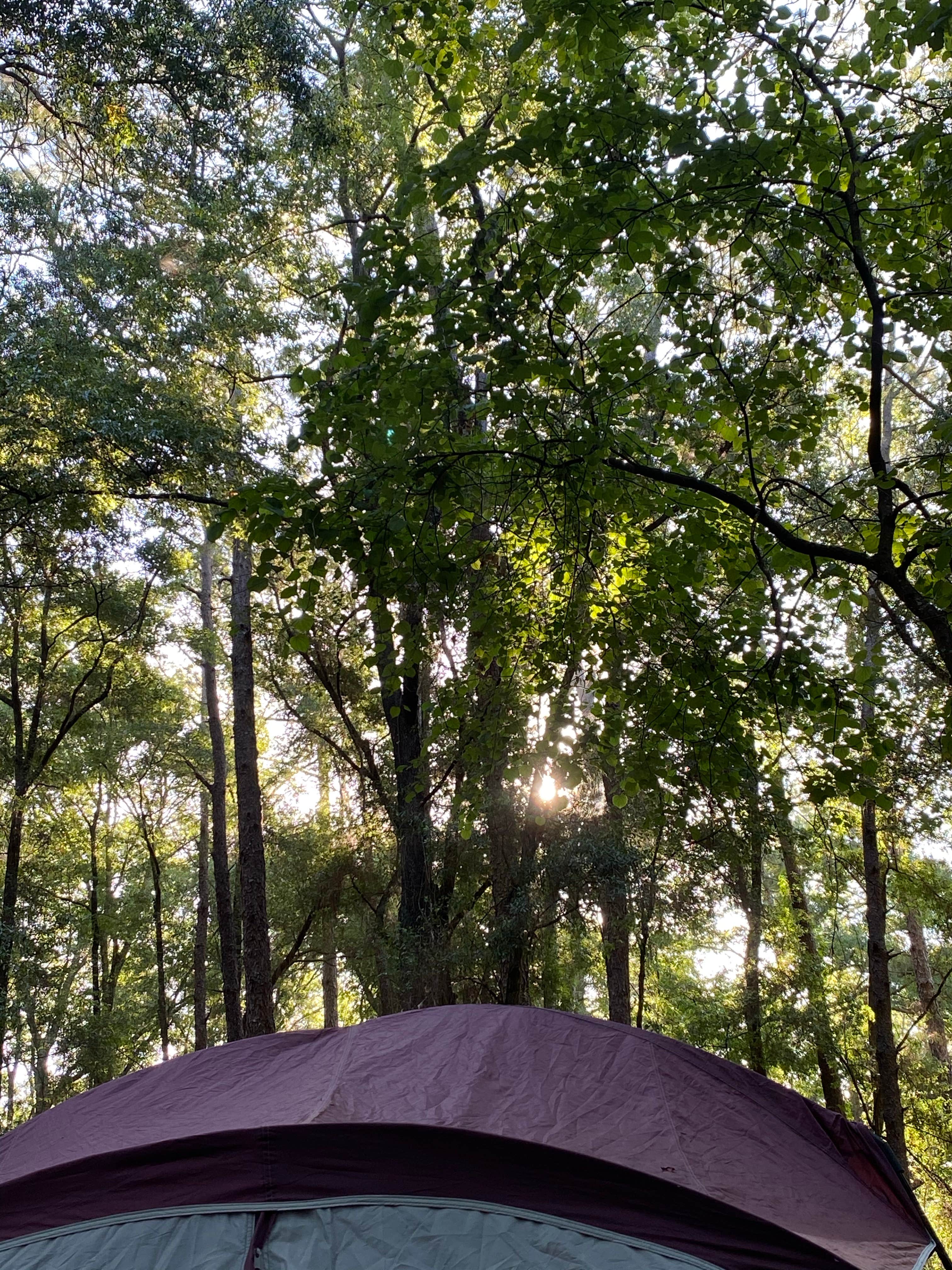 Jenn B.'s photo at Suwannee River State Park Campground near Mayo, FL