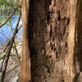 Review photo of Suwannee River State Park Campground by Jenn B., July 19, 2021