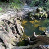 Review photo of Suwannee River State Park Campground by Jenn B., July 19, 2021