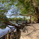 Review photo of Suwannee River State Park Campground by Jenn B., July 19, 2021