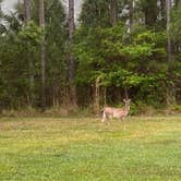 Review photo of Rodman Campground by Jenn B., July 19, 2021