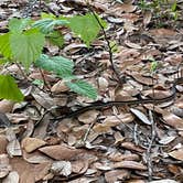 Review photo of Rodman Campground by Jenn B., July 19, 2021