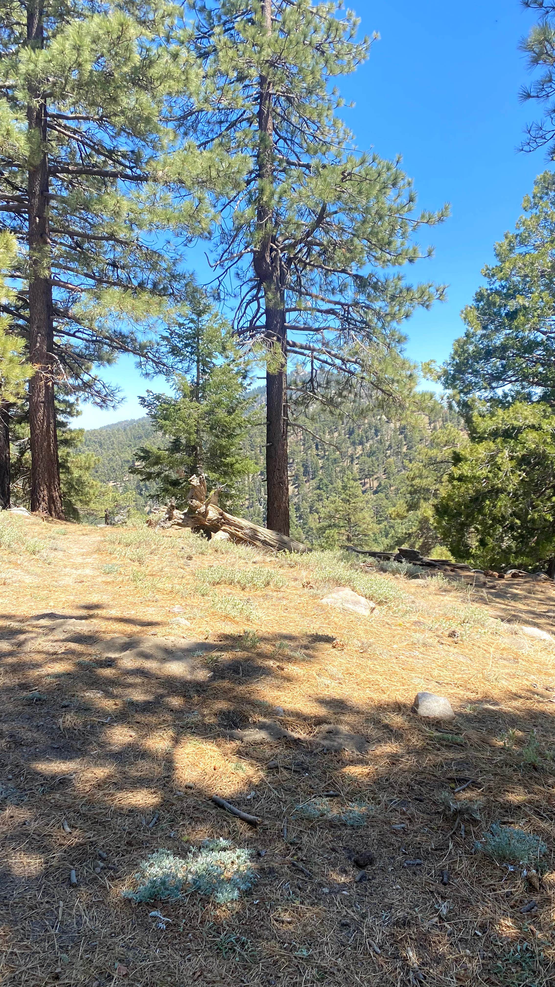 Camper submitted image from San Jacinto - Santa Rosa Mountains Recreation Area - 2