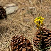 Review photo of San Jacinto - Santa Rosa Mountains Recreation Area by Traci S., July 19, 2021