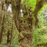Review photo of Hoh Rain Forest - Olympic National Park by Kasumi , July 19, 2021