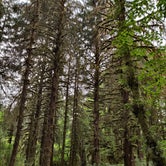 Review photo of Hoh Rain Forest - Olympic National Park by Kasumi , July 19, 2021